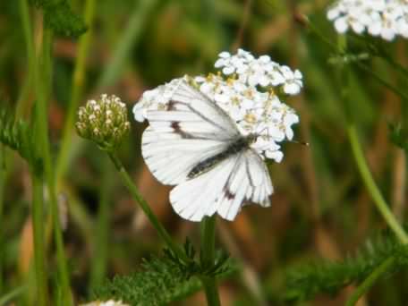 Green-veined White - Pieris napi, species information page