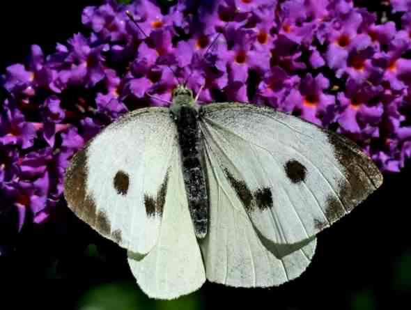 Large White - Pieris brassicae, click for a larger image, photo licensed for reuse ©2005] Entomart