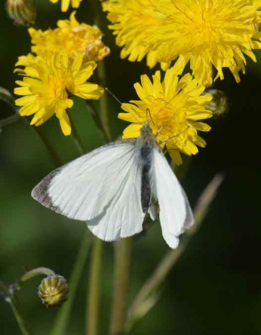 Large White - Pieris brassicae, click for a larger image, photo licensed for reuse CCA3.0