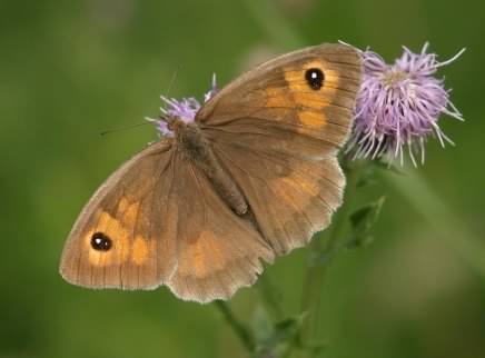 Meadow Brown - Maniola jurtina, click for a larger image