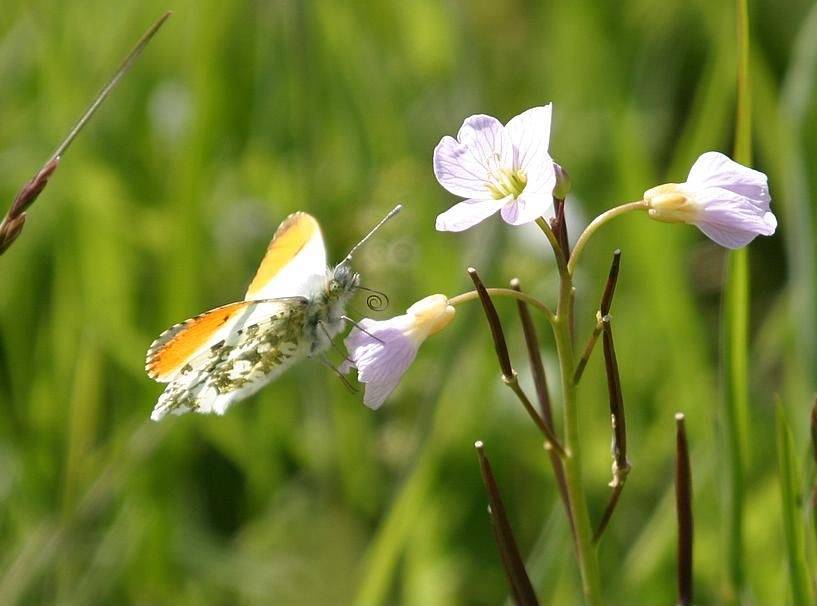 Male Orange-tip - Anthocharis cardamines, click for a larger image