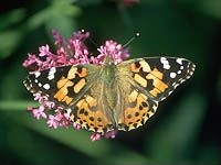 Painted Lady - Vanessa cardu, click for a larger image