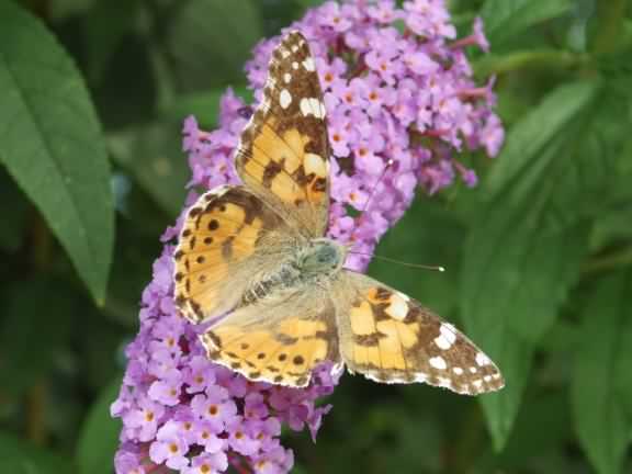 Painted Lady - Vanessa cardui, click for a larger image