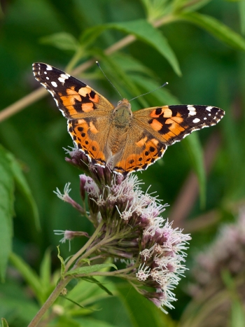 Painted Lady - Vanessa cardui, click for a larger image, photo licensed for reuse CCASA3.0