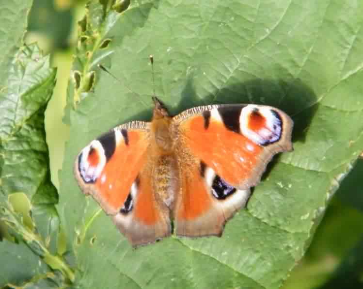 Peacock - Inachis io, species information page