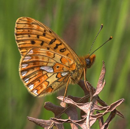 Pearl Bordered Fritillary - Boloria euphrosynel, click for a larger image
