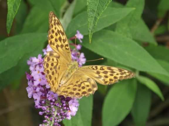 [Silver-washed Fritillary - Argynnis paphia, click for a larger image