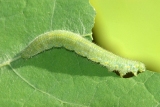 Small White - Pieris rapae caterpillar, click for a larger image, photo licensed for reuse CCASA3.0