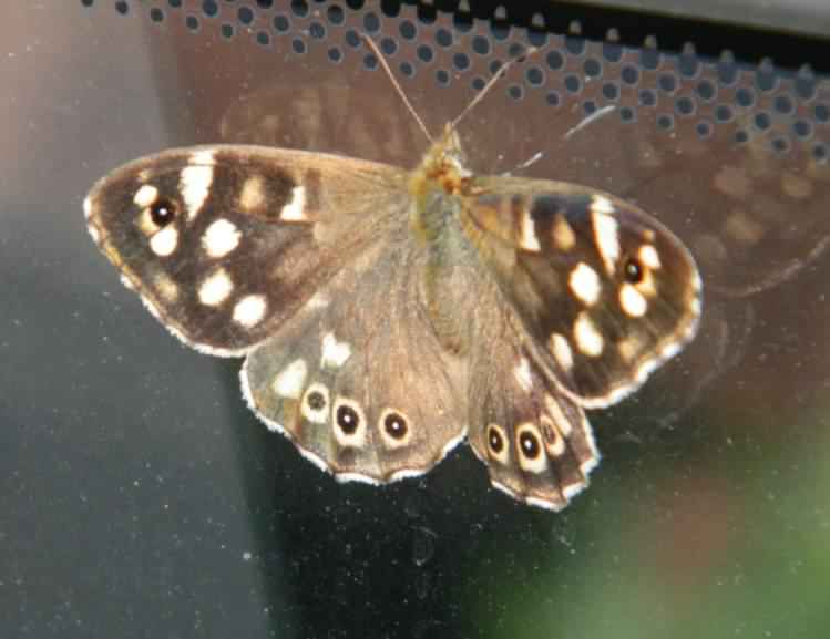 Speckled Wood - Pararge aegeria, click for a larger image