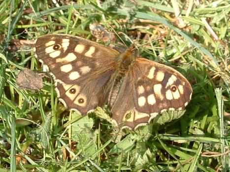 Speckled Wood - Pararge aegeria, click for a larger image