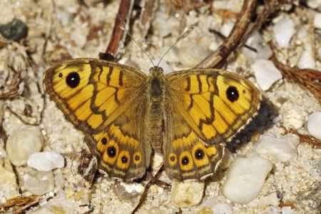Wall brown - Lasiommata megera, click for a larger image, photo licensed for reuse CCASA3.0