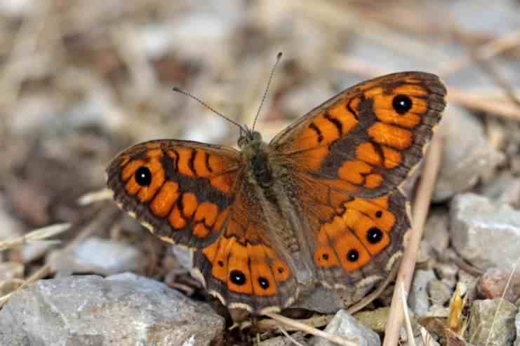 Wall Brown - Lasiommata megera, click for a larger image, photo licensed for reuse CCASA4.0