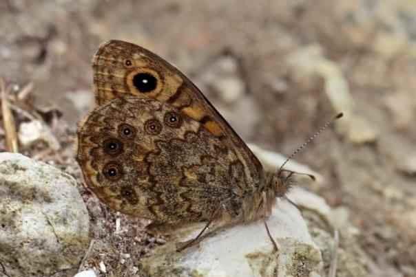 Wall brown - Lasiommata megera, click for a larger image, photo licensed for reuse CCASA4.0