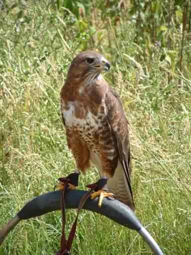 Buzzard - Buteo buteo, click for a larger image, photo licensed for reuse CCASA3.0