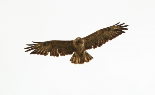 Buzzard - Buteo buteo, click for a larger image, ©2020 Colin Varndell, used with permission