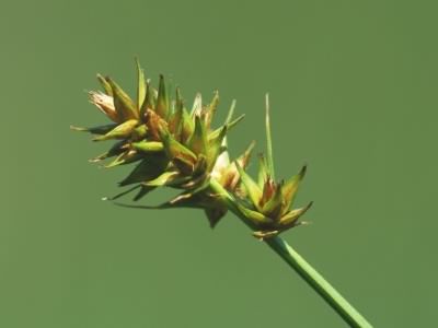 False Fox-sedge - Carex otrubae, photo licensed for reuse CCASA3.0