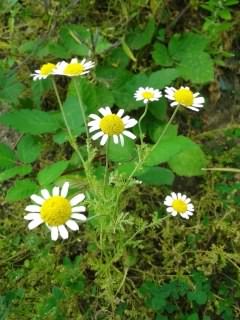 Roman Chamomile - Chamaemelum nobile, click for a larger image