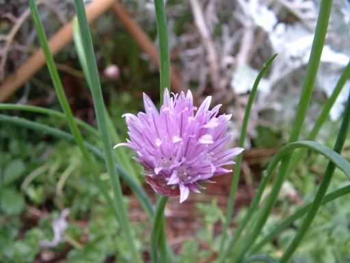 Chives - Allium schoenoprasum, click for a larger image