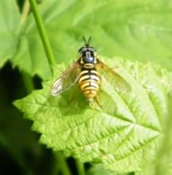 Hoverfly - Chrysotoxum cautum, click for a larger image