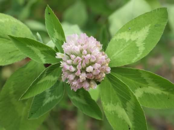 Red Clover - Trifolium trifolium pratense flower and leaf, click for a larger image