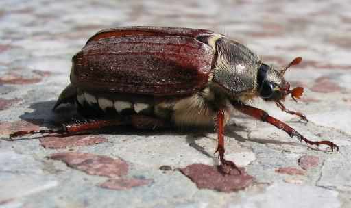 Cockchafer - Melolontha melolontha, click for a larger image, photo licensed for reuse CCASA2.5