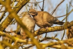 Collared Dove - Streptopelia decaocto, click for a larger image, ©2020 Colin Varndell, used with permission