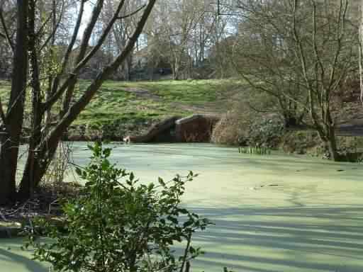 Common Duckweed at the pont inlet in 2007, click for a larger image