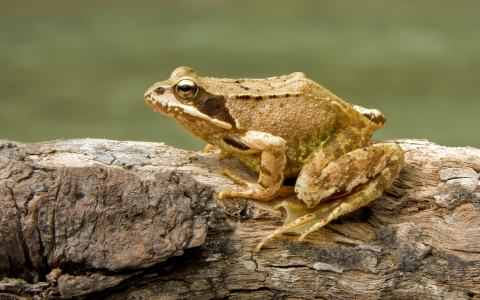 Common Frog - Rana temporaria, click for a larger image, photo licensed for reuse CCASA2.5