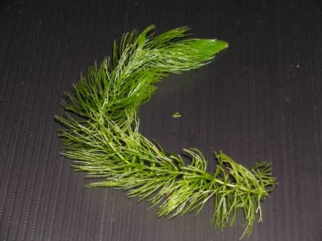 Common Hornwort - Ceratophyllum demersum, click for a larger image, photo licensed for reuse CCASA3.0