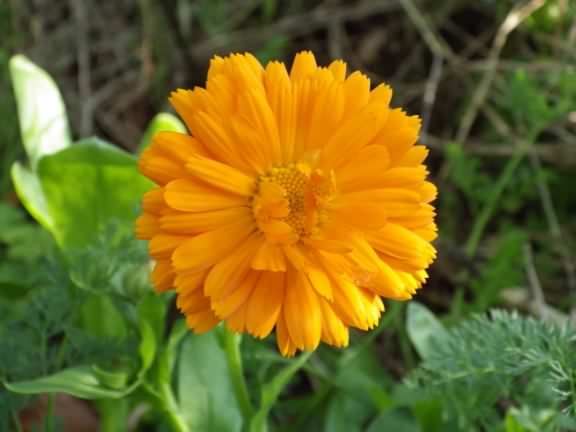 Common Marigold var. "Chrysantha" - Calendula officinalis, click for a larger image