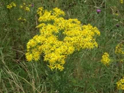 Common Ragwort - Jacobaea vulgaris, click for a larger image