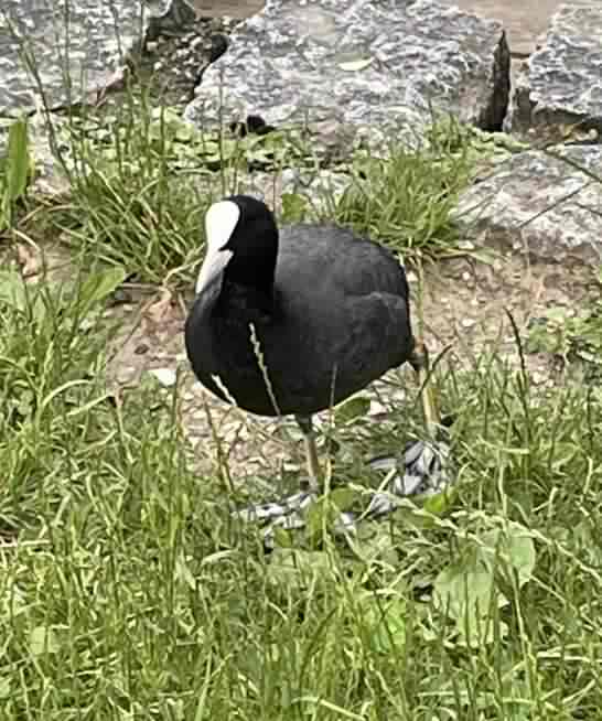Coot - Fulica atra, click for a larger image