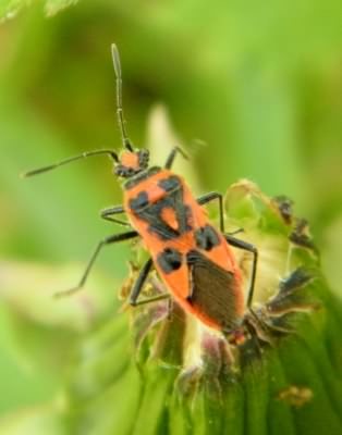 Cinnamon Bug - Corizus hyoscyami, click for a larger image