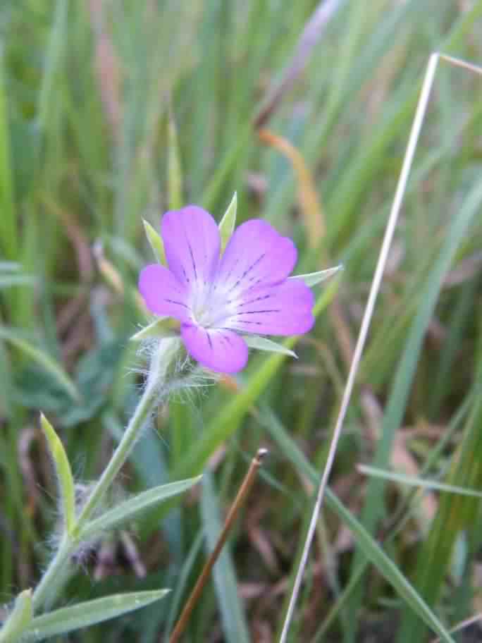 Corn Cockle - Agrostemma githago, species information page