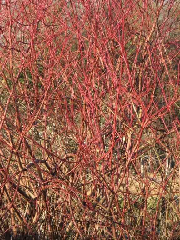 Dogwood - Cornus sanguinea, click for a larger image, photo licensed for reuse CCASA3.0