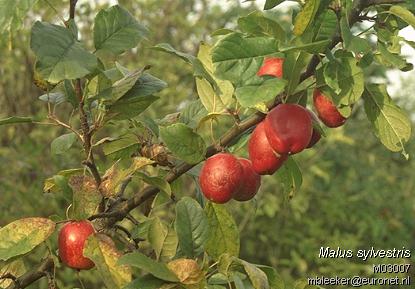 Crab Apple - Malus sylvestris species information page, photo licensed for reuse