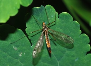 Spotted Crane fly - Nephrotoma appendiculata, click for a larger image, photo licensed for reuse CCASA3.0