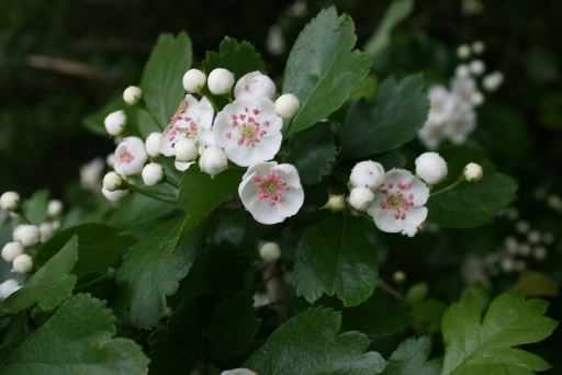 Midland Hawthorn - Crataegus laevigata species information page, photo licensed for reuse CCBY3.0