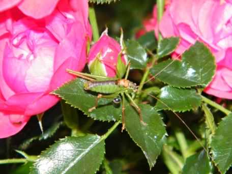 Speckled Bush Cricket - Leptophyes punctatissima, click for a larger image