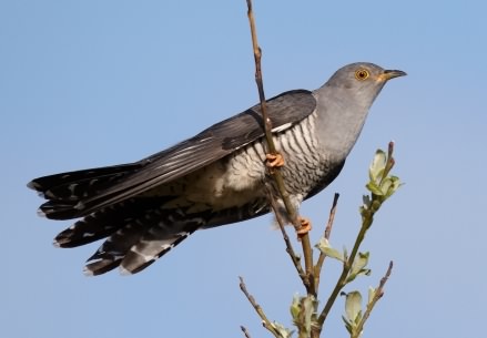Cuckoo - Cuculus canorus, click for a larger image, photo licensed for reuse GFDL1.2