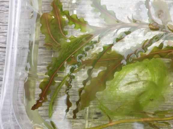 Curly–leaf pondweed - Potamogeton crispus, click for a larger image