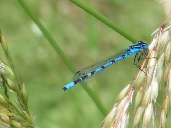 Female Common Blue Damselfly - Enellagma cyathigerum, click for a larger image