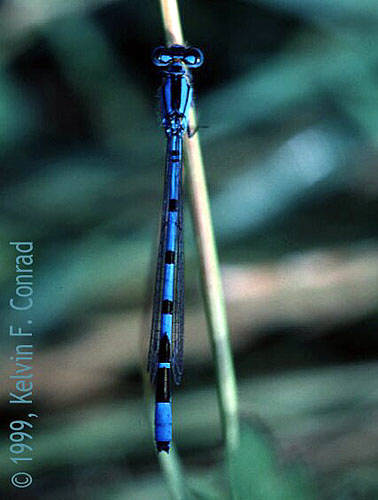 Male Common Blue Damselfly - Enellagma cyathigerum