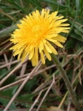 Dandelion - Taraxacum officinale, click for a larger image