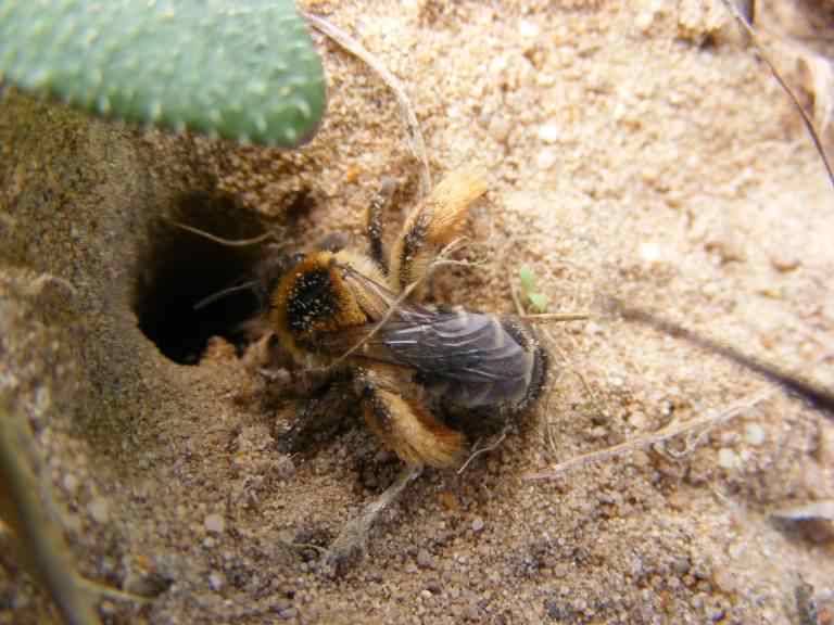 Hairy legged Mining Bee - Dasypoda hirtipes (altercator), click for a larger image CCASA3.0