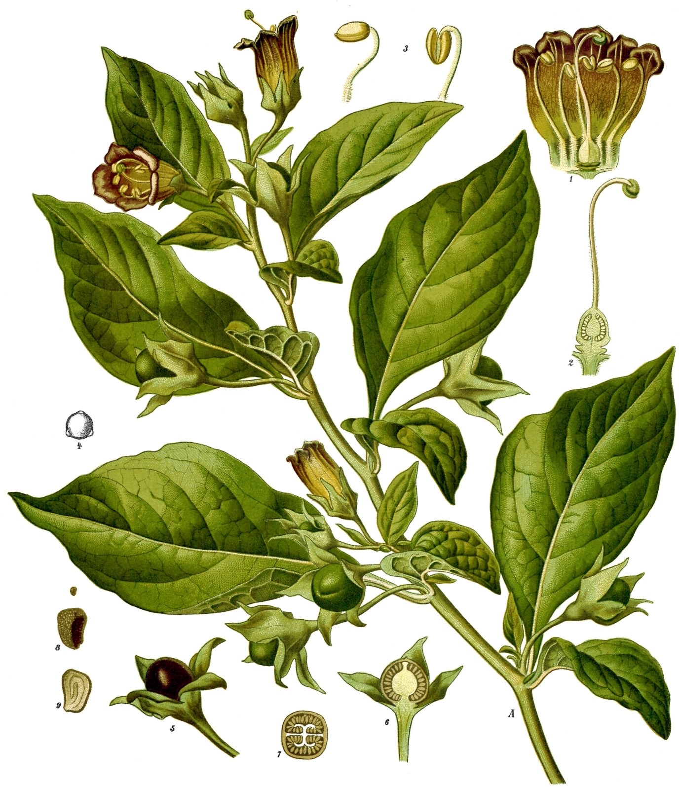 Deadly Nightshade - Atropa belladonna, click for a larger image, image is in the public domain