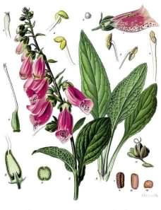 Common Foxglove - Digitalis purpurea, click for a larger image, image licensed for reuse ©1897 Franz Eugen Köhler