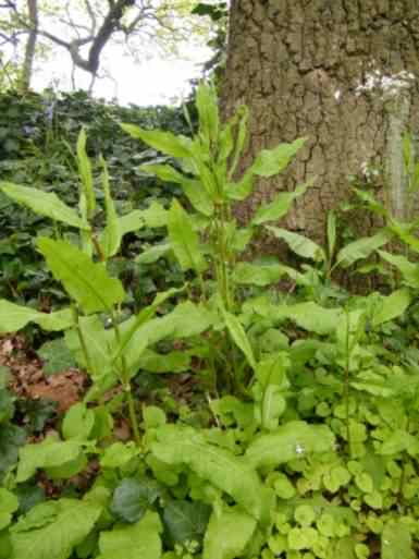 Broad Leaved Dock - Rumex obtusifolius, species information page