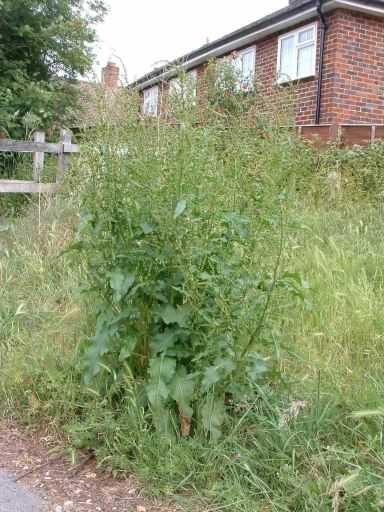 Curled Dock - Rumex crispus, click for a larger image