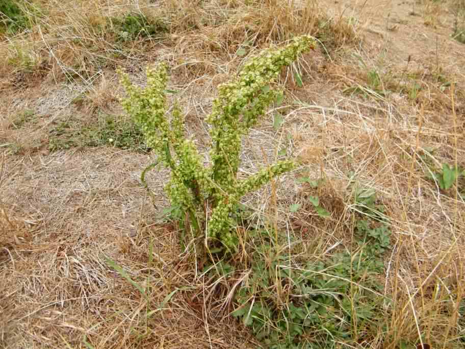 Curled Dock - Rumex crispus, click for a larger image